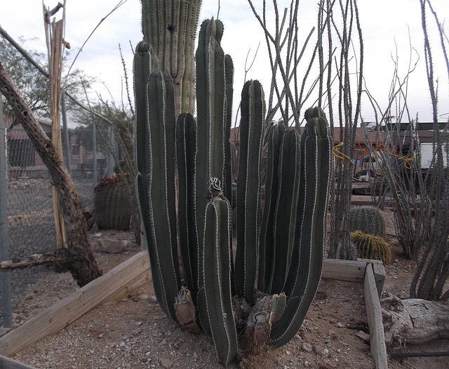 Cactus et clôture pour Chriss !!!