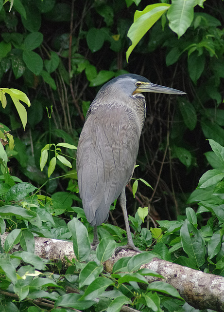 Striated (?) Heron