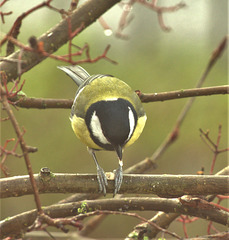 Great Tit 4