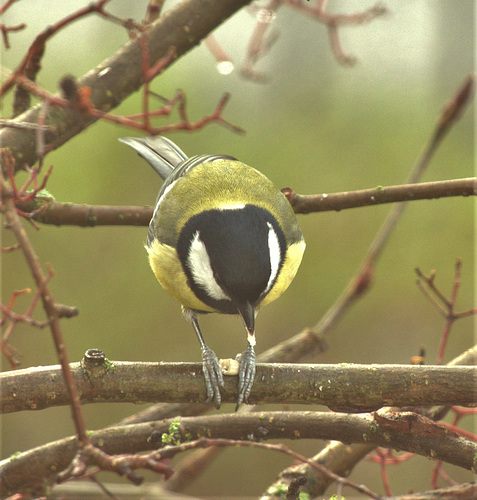 Great Tit 4