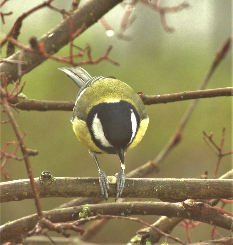 Great Tit 4