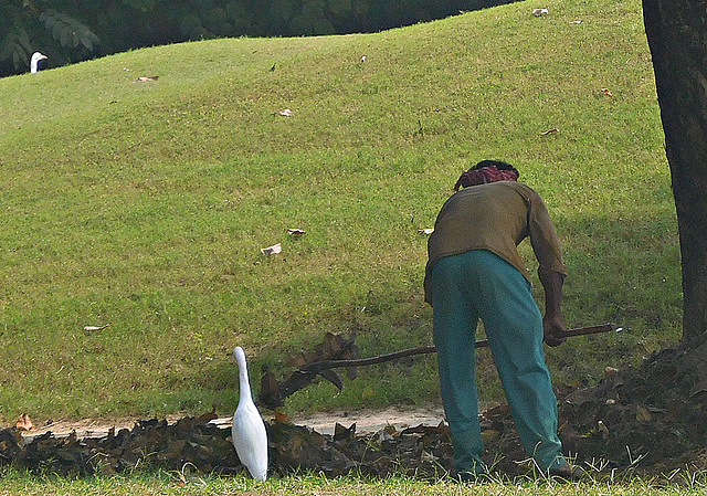 Gardener and egrets