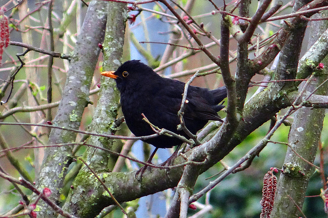 Birds in our garden