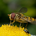 Episyrphus balteatus, The Marmalade Hoverfly.