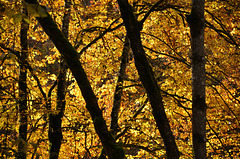 Goldener Oktober