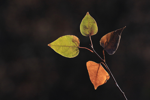 Autumn Leaves