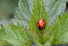 Seven-spot Ladybird-DSZ7725