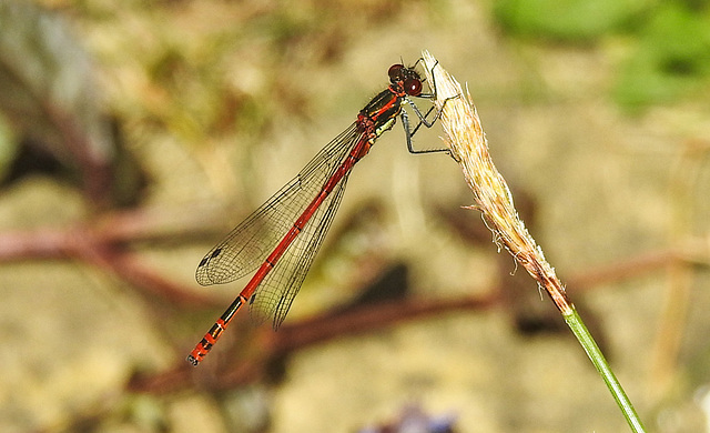 20220515 0936CPw [D~LIP] Adonislibelle (Pyrrhosoma nymphula), Bad Salzuflen