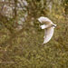 Little egret