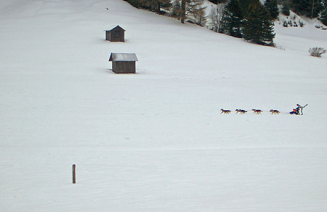 Schlittenhunde unterwegs