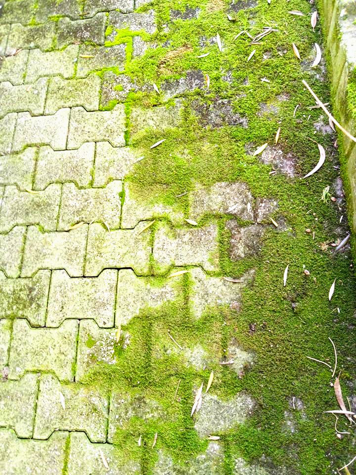 April carpet honoring my walking over