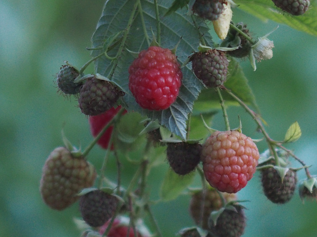 Himbeeren