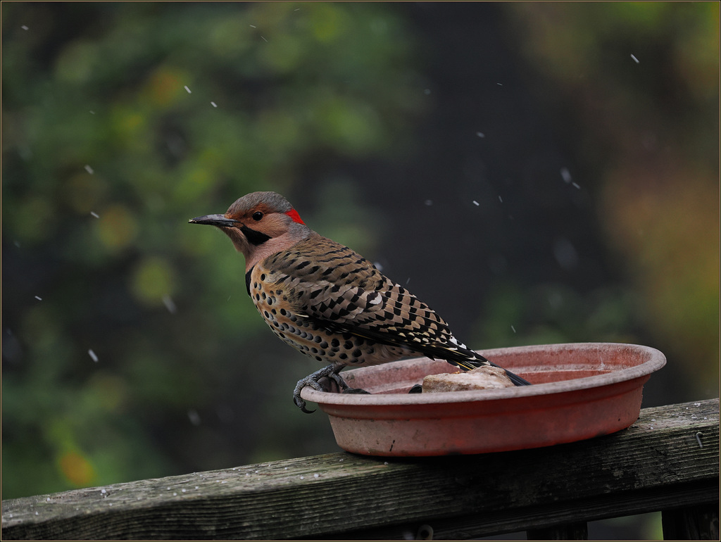 Flicker