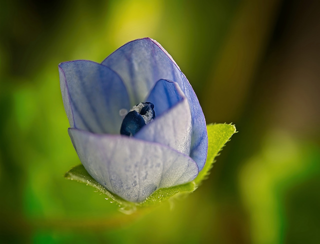 Die Weich und Zartheit einer Blüte :)) The softness and tenderness of a flower :)) La douceur et la tendresse d'une fleur :))