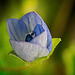 Die Weich und Zartheit einer Blüte :)) The softness and tenderness of a flower :)) La douceur et la tendresse d'une fleur :))