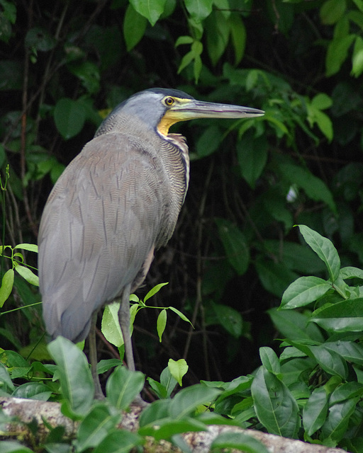 Striated (?) Heron