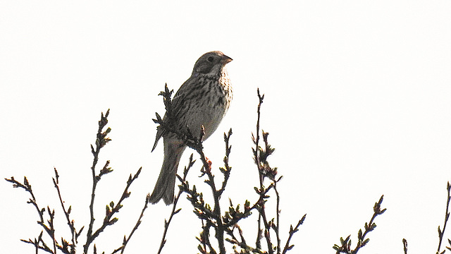 20190407 4542CPw [D~HVL] Grauammer (Emberiza calandra), Buckow