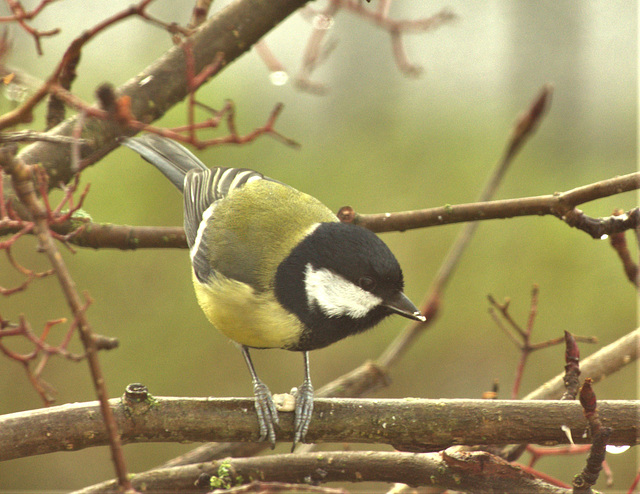 Great Tit 3