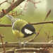 Great Tit 3