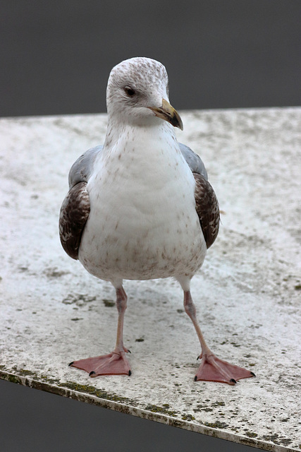 Baby gull with attitude
