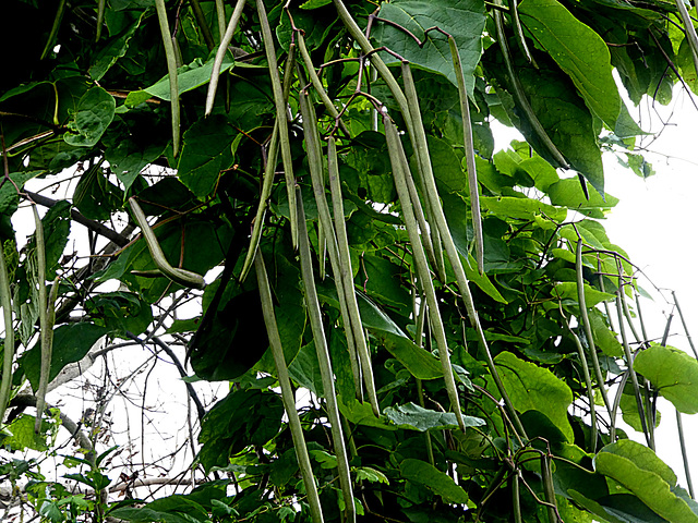 Catalpa