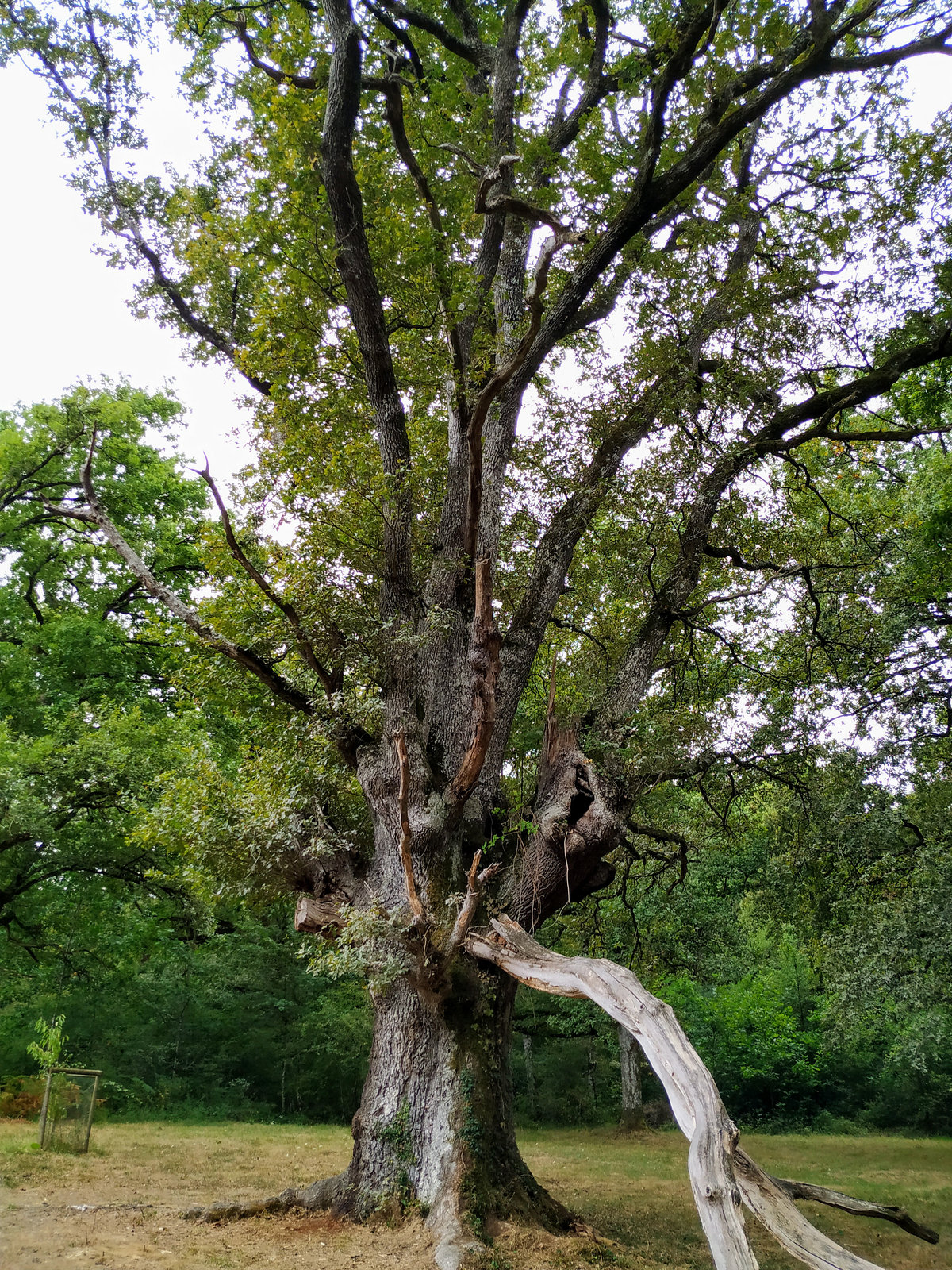 Robledal de Orgi (Navarra), 2