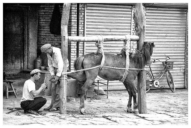 How to shoe a horse....Xinjiang 2000