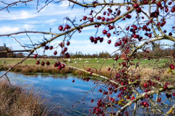 Shed Field Pond-DSZ8828