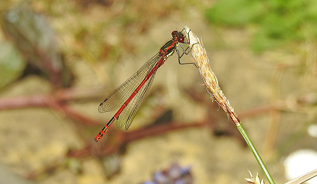 20220515 0937CPw [D~LIP] Adonislibelle (Pyrrhosoma nymphula), Bad Salzuflen