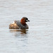 Little grebe