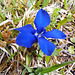 Frühlings-Enzian (Gentiana verna)