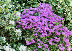 Farben des Frühlings (Rhododendren)