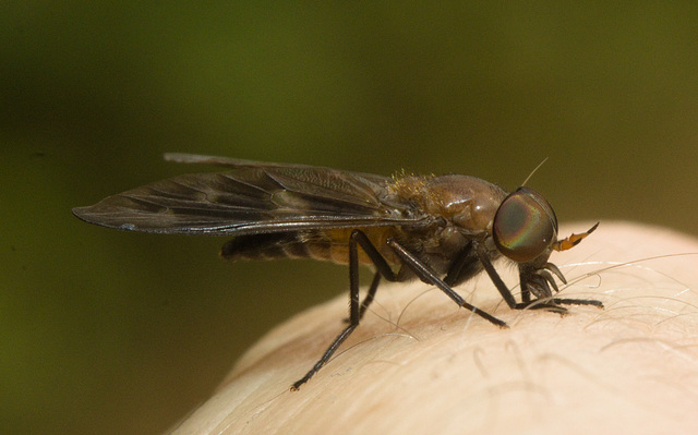 IMG 7183 Horsefly Competition v1