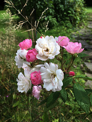 En rose et blanc