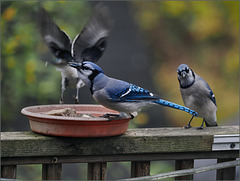 Bluejays