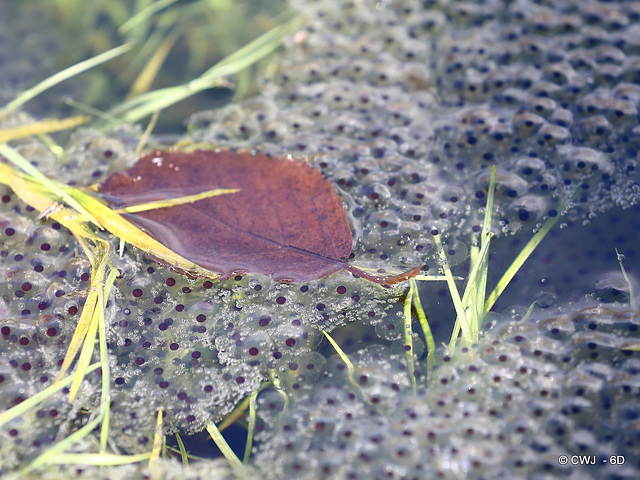 How many of these frogs in the making will survive the heron and the mallards?