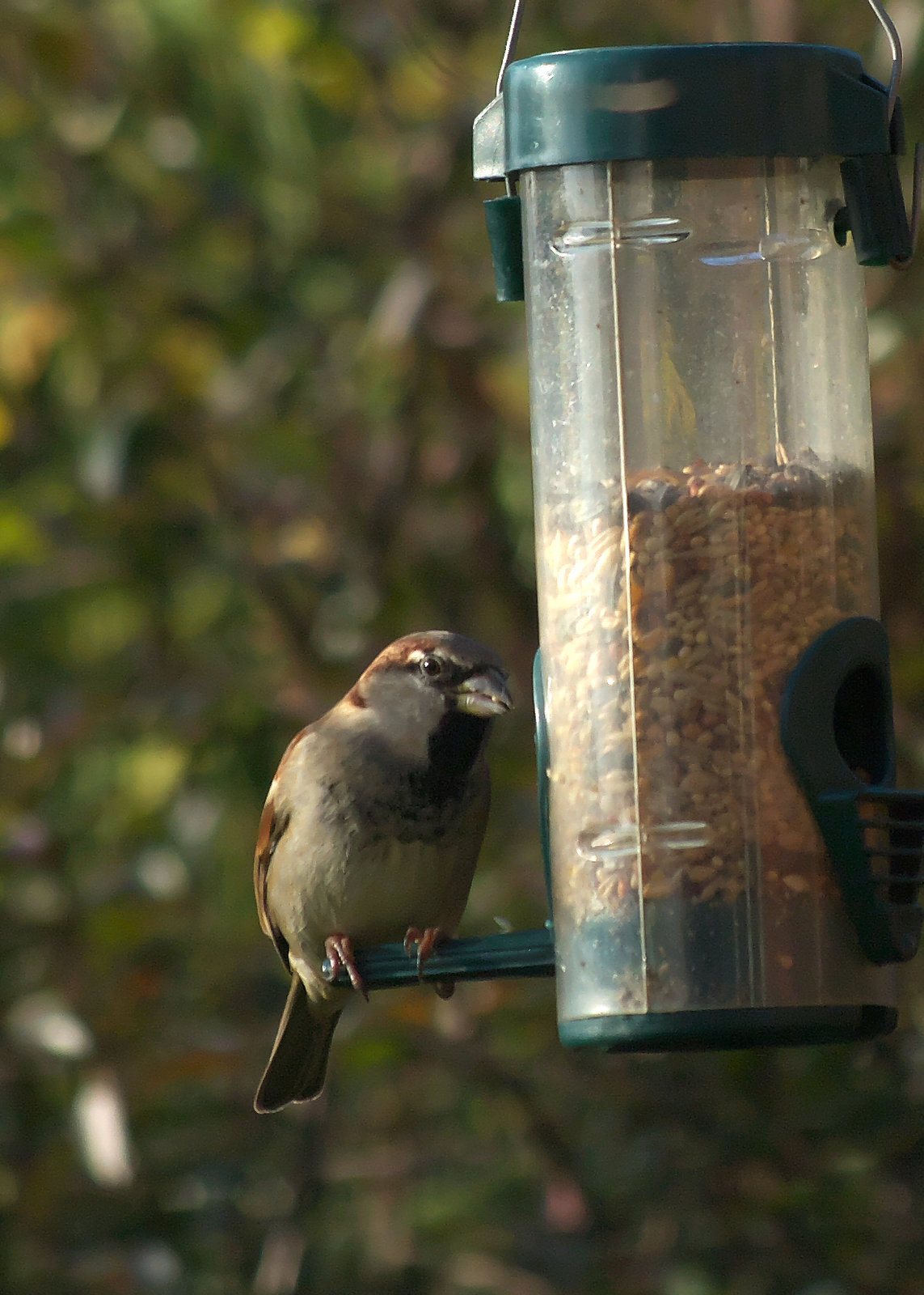 House sparrow