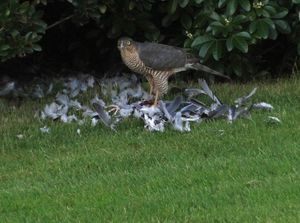 Sparrow Hawk