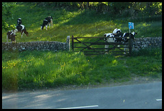 even the cows know what to vote