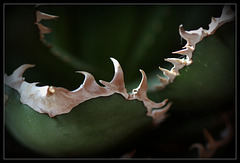 Agave titanota Agave titanota