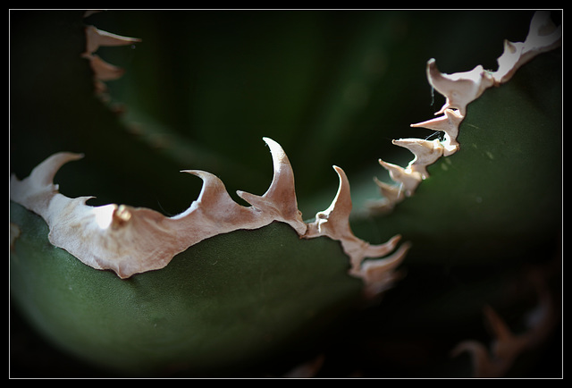 Agave titanota