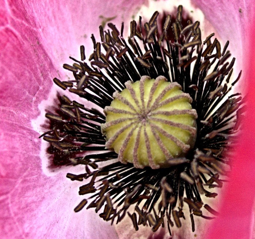 Poppy