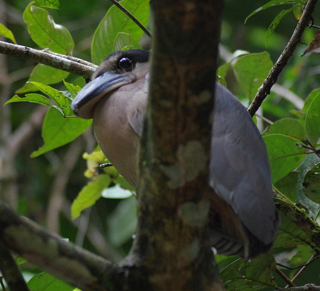 Boat-billed Heron