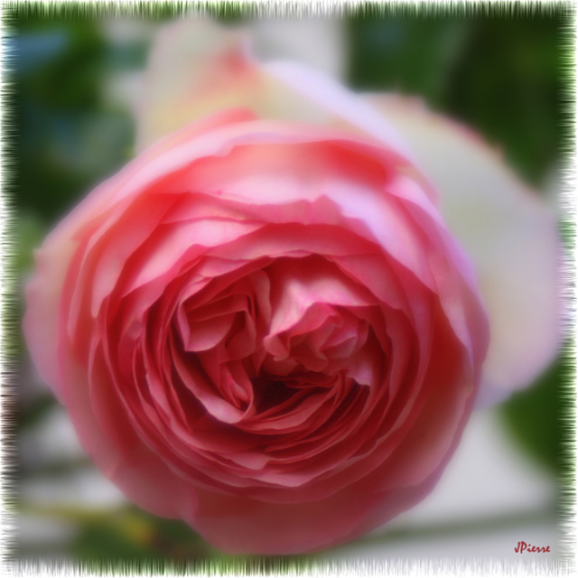 Rose Pierre de Ronsard