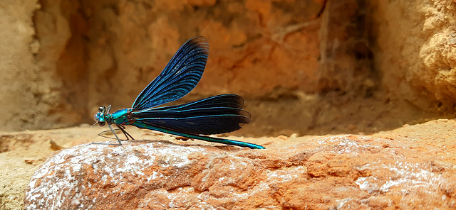 Blauflügel-Prachtlibelle (Calopteryx virgo)