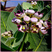 Oman : Il fiore del deserto (Calotropis procera)
