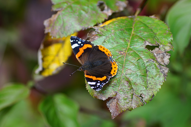 Ein Admiral (Vanessa atalanta) Mitte Oktober