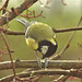 Great Tit 2