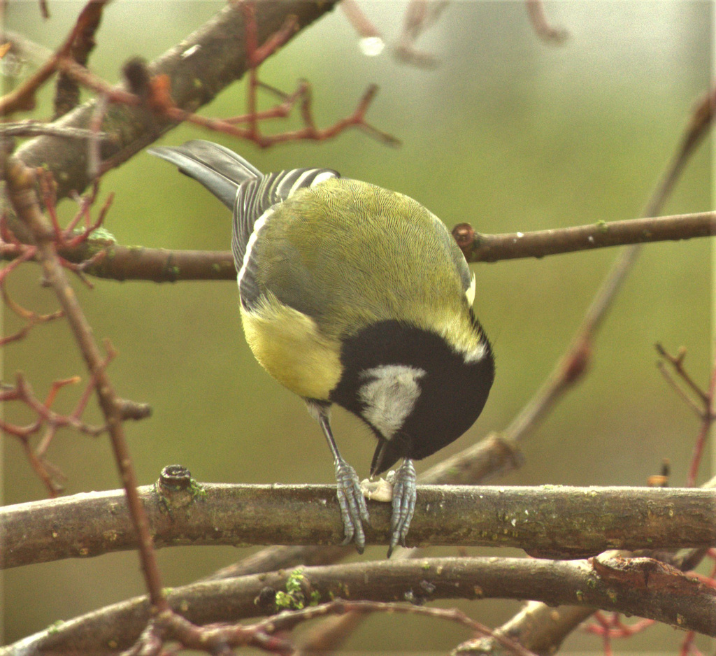 Great Tit 2