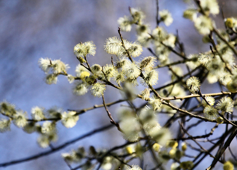 'Kätzchen' als Frühlingsboten